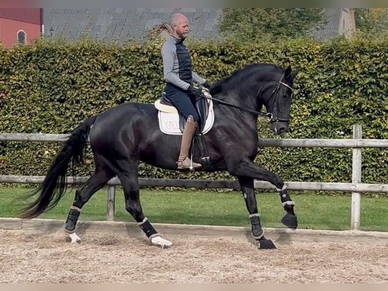 Svedese da Sella Giumenta 4 Anni 177 cm Morello in Rydeb&#xE4;ck