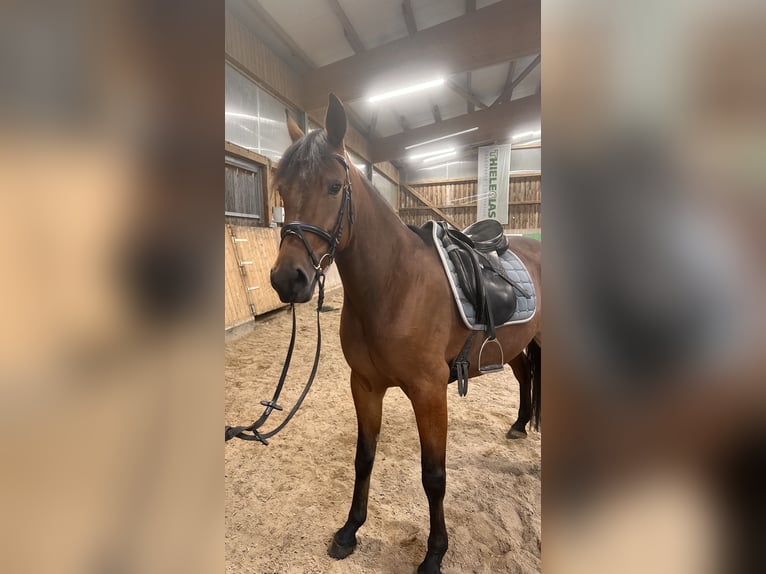 Svedese da Sella Mix Giumenta 5 Anni 157 cm Baio in Leipzig