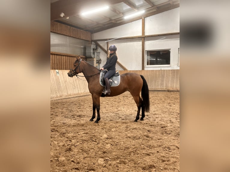 Svedese da Sella Mix Giumenta 5 Anni 157 cm Baio in Leipzig