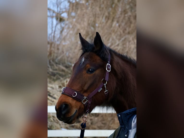 Svedese da Sella Giumenta 6 Anni 170 cm Baio in M&#xFC;nchen