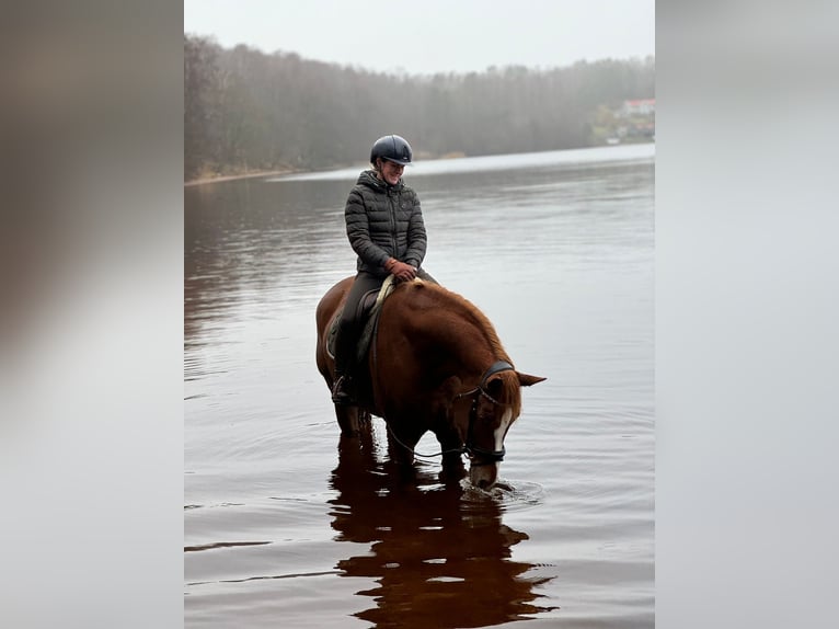 Svedese da Sella Giumenta 6 Anni 175 cm Sauro scuro in Fjärås, Halland