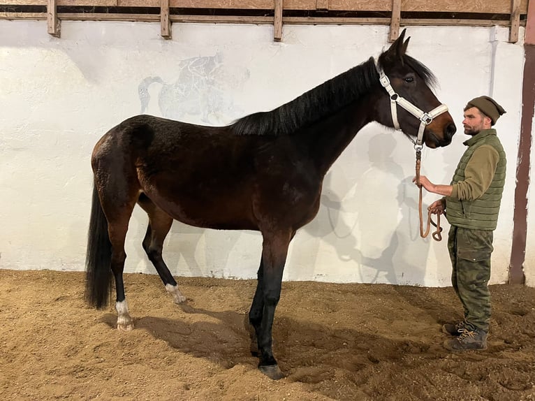 Svedese da Sella Giumenta 7 Anni 165 cm Baio nero in Bronków