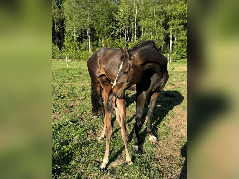 Svedese da Sella Giumenta 7 Anni 171 cm Baio ciliegia in Lammhult