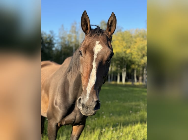 Svedese da Sella Giumenta 7 Anni 171 cm Baio ciliegia in Lammhult