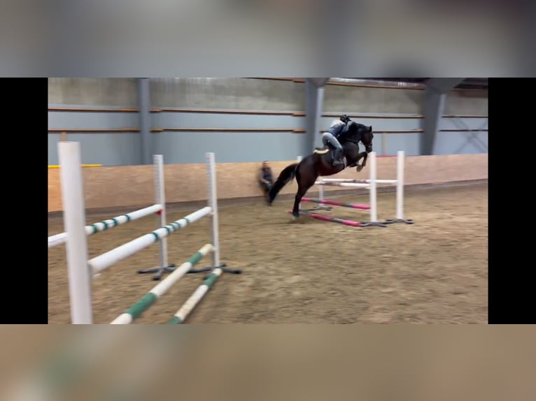 Svedese da Sella Giumenta 7 Anni 172 cm Baio in Tving Karlskrona