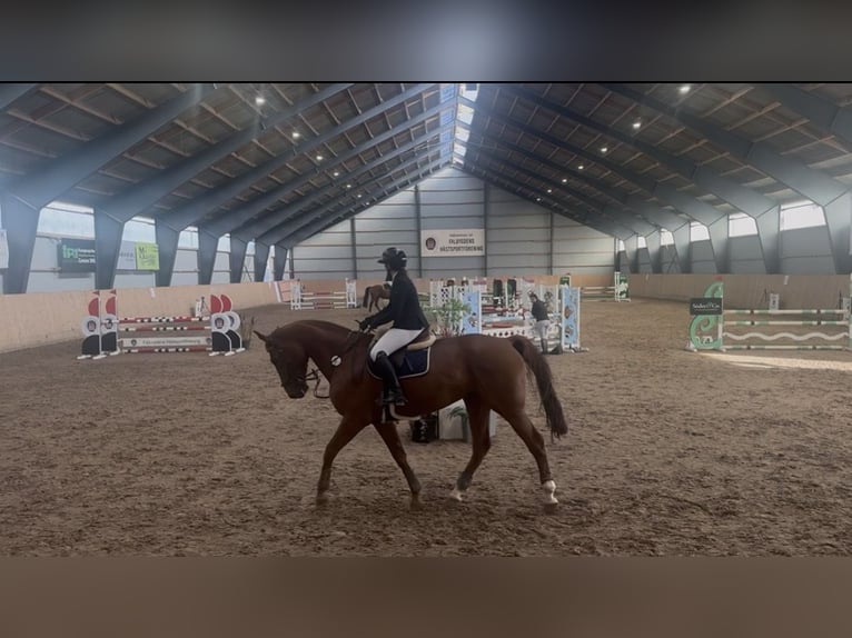 Svedese da Sella Giumenta 8 Anni 174 cm Sauro scuro in Bankeryd