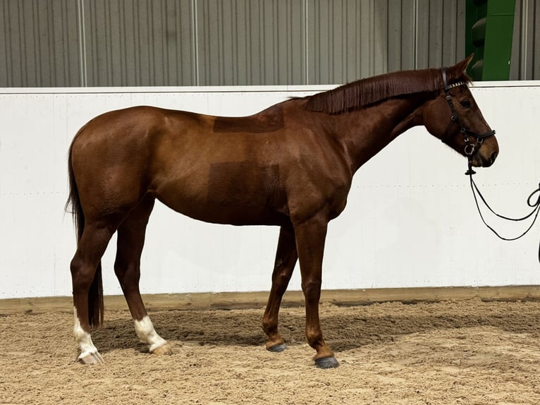 Svedese da Sella Giumenta 8 Anni 174 cm Sauro scuro in Jönköping