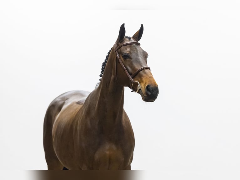 Svedese da Sella Giumenta 9 Anni 164 cm  in Waddinxveen