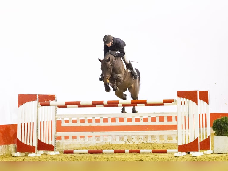 Svedese da Sella Giumenta 9 Anni 164 cm  in Waddinxveen