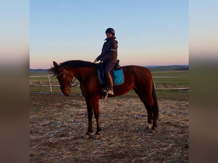 Svedese da Sella Mix Giumenta 9 Anni 165 cm Baio scuro in Leipzig