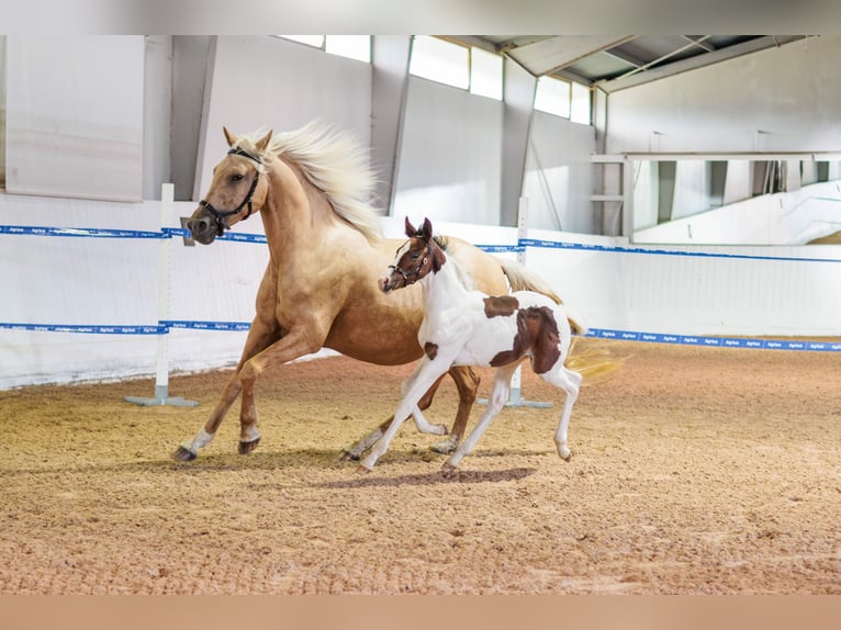 Svedese da Sella Stallone Puledri (06/2026) 165 cm Tobiano-tutti i colori in Björkvik
