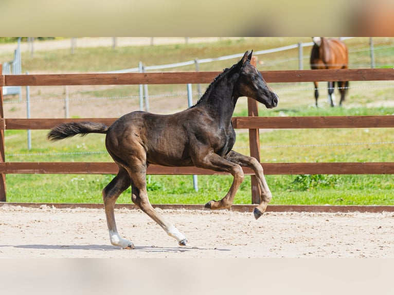 Svedese da Sella Stallone Puledri (06/2026) Morello in Flyinge