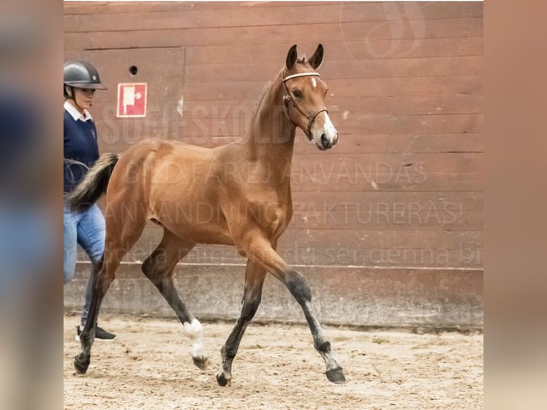 Svenskt varmblod Hingst 1 år Brun in Västerås