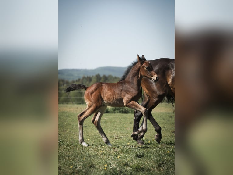 Svenskt varmblod Hingst Föl (05/2024) Brun in Ostra Amtervik