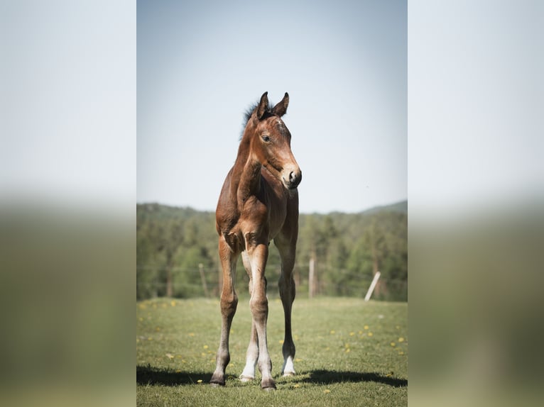 Svenskt varmblod Hingst Föl (05/2024) Brun in Ostra Amtervik