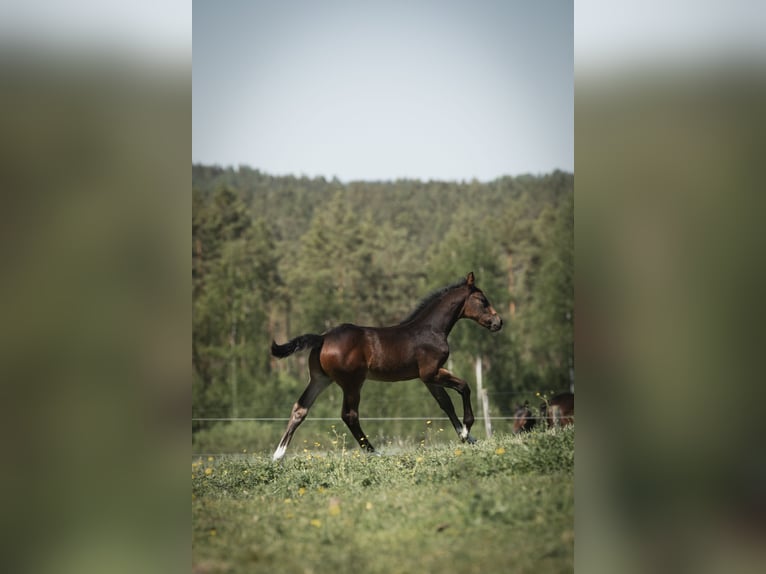 Svenskt varmblod Hingst Föl (04/2024) Mörkbrun in Ostra Amtervik