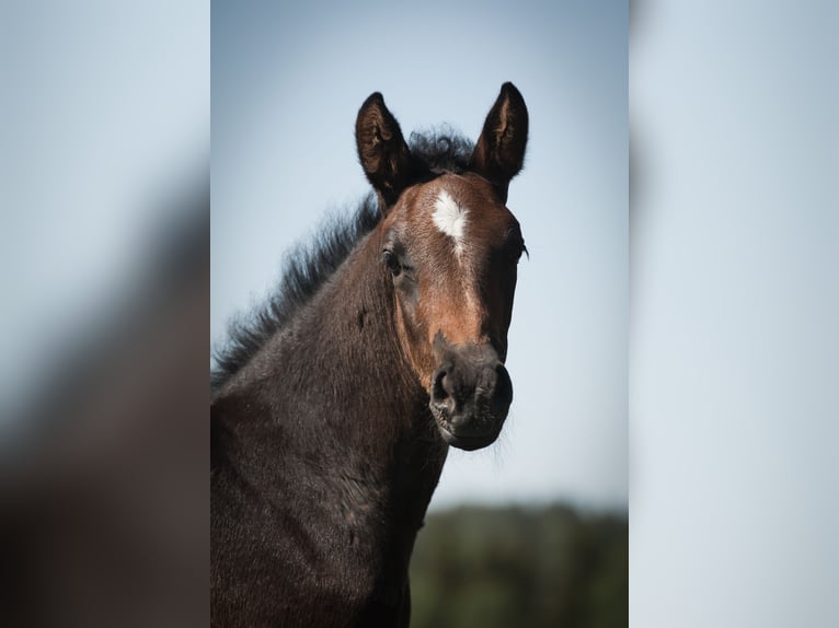 Svenskt varmblod Hingst Föl (04/2024) Mörkbrun in Ostra Amtervik