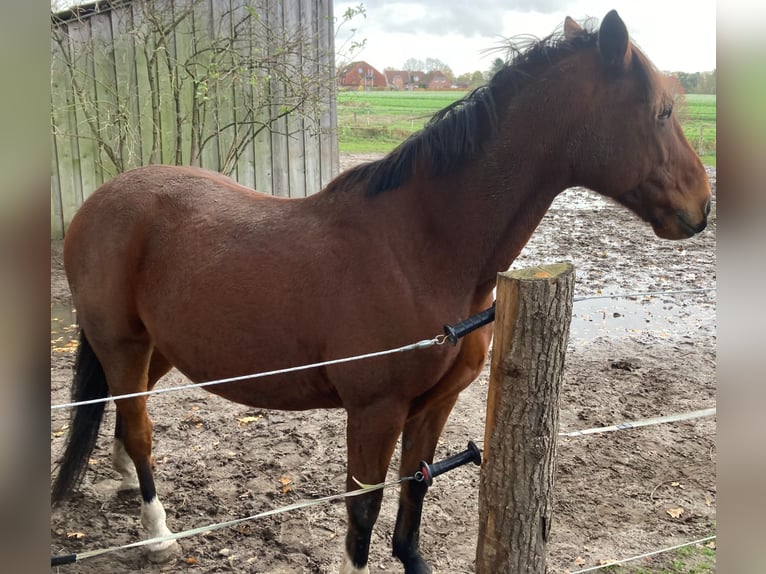 Svenskt varmblod Blandning Valack 10 år 160 cm Brun in LüneburgLüneburg