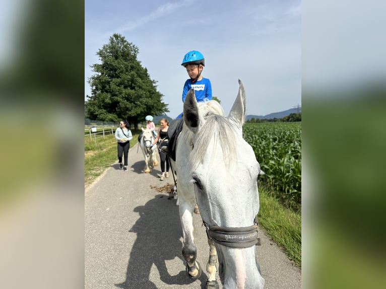 Svenskt varmblod Valack 12 år 167 cm Grå in OhlsbachGengenbach