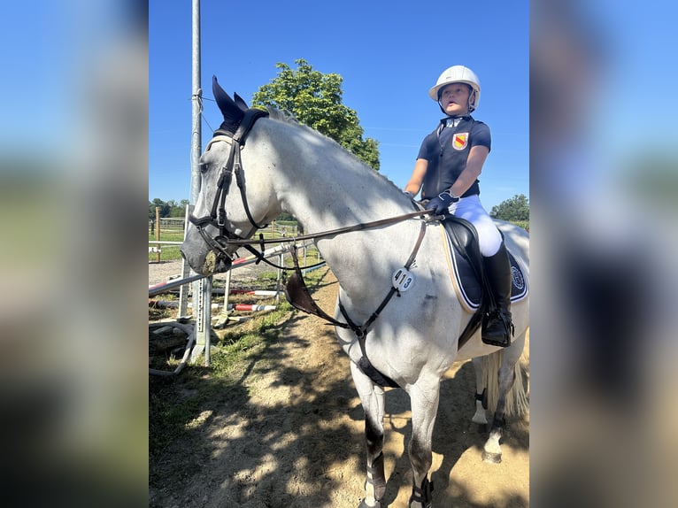 Svenskt varmblod Valack 12 år 167 cm Grå in OhlsbachGengenbach