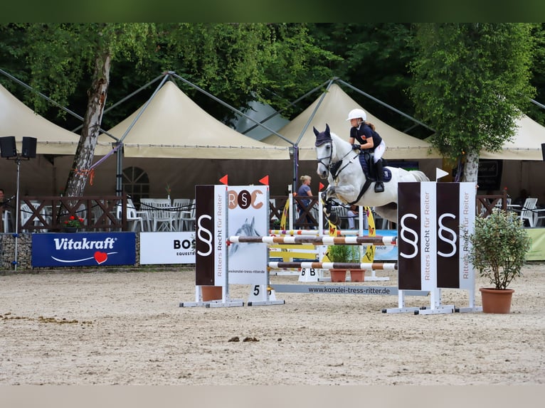 Svenskt varmblod Valack 12 år 167 cm Grå in OhlsbachGengenbach