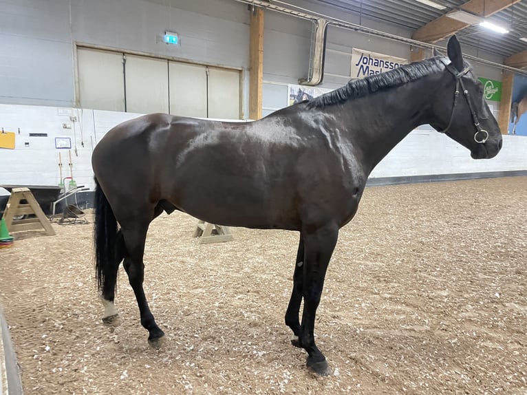 Svenskt varmblod Valack 7 år 175 cm Black in Vännäs