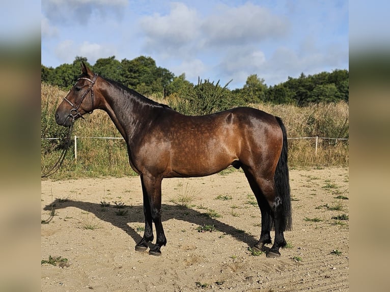 Swedish Warmblood Mix Gelding 10 years 15,3 hh Bay-Dark in Leipzig