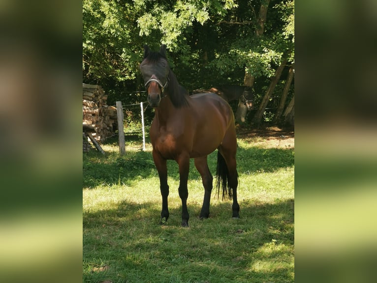 Swedish Warmblood Gelding 10 years 16,1 hh Chestnut in Scheibenhardt