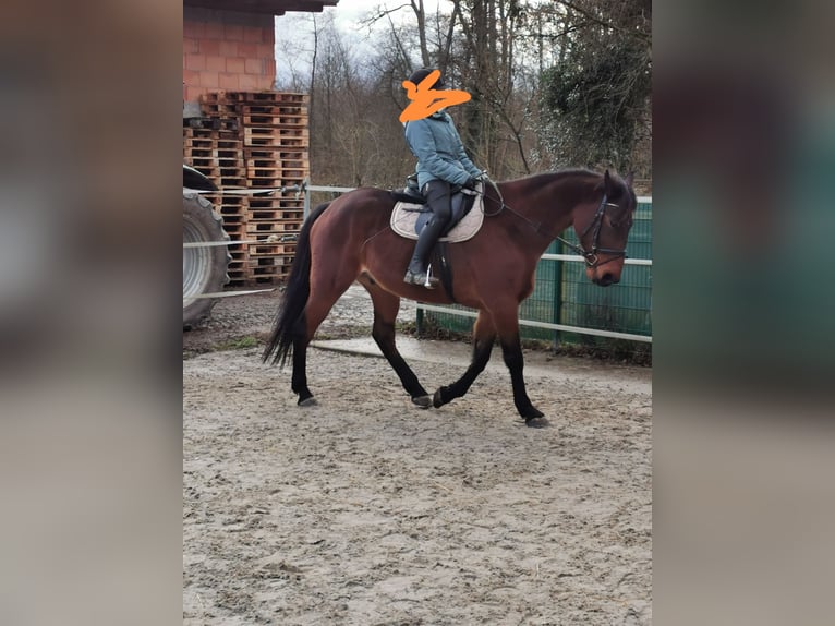 Swedish Warmblood Gelding 10 years 16,1 hh Chestnut in Scheibenhardt