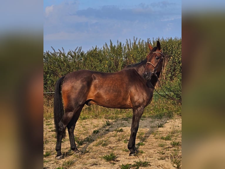 Swedish Warmblood Mix Gelding 10 years 16 hh Brown in Leipzig