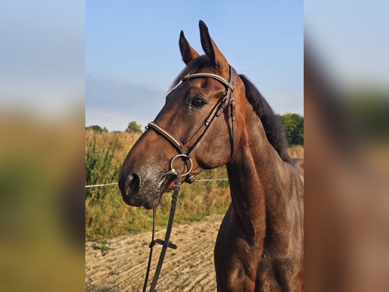 Swedish Warmblood Mix Gelding 10 years 16 hh Brown in Leipzig