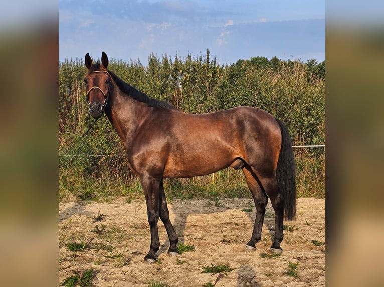 Swedish Warmblood Mix Gelding 10 years 16 hh Brown in Leipzig
