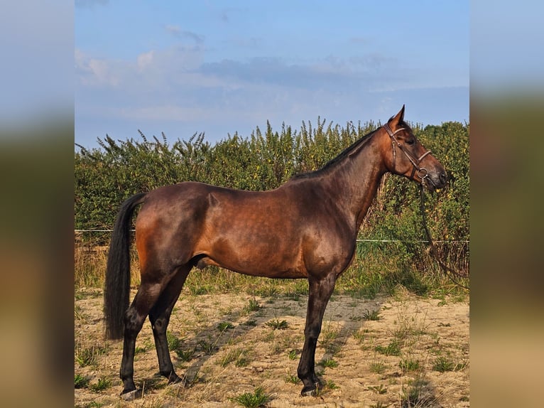 Swedish Warmblood Mix Gelding 10 years 16 hh Brown in Leipzig