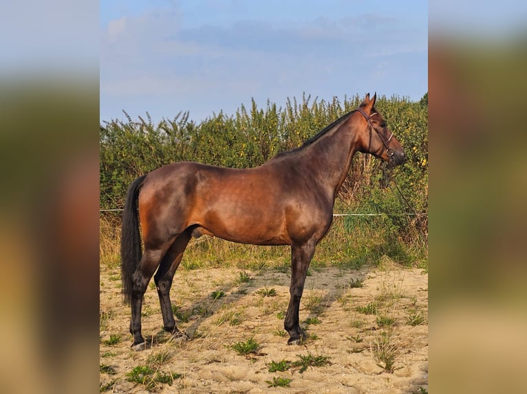 Swedish Warmblood Mix Gelding 10 years 16 hh Brown in Leipzig