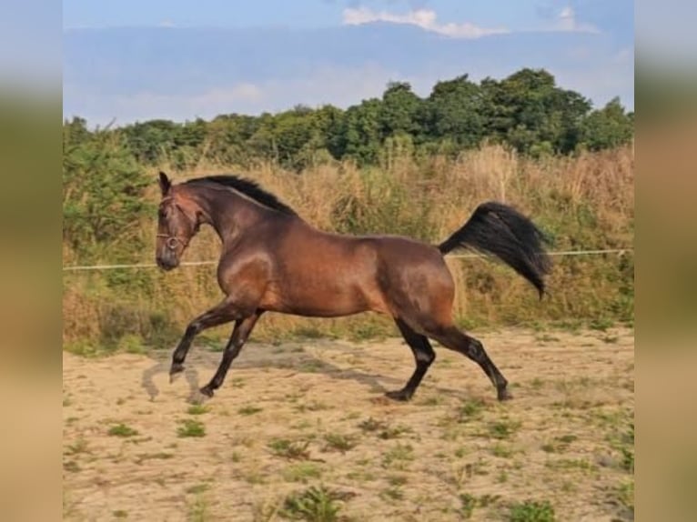 Swedish Warmblood Mix Gelding 10 years 16 hh Brown in Leipzig