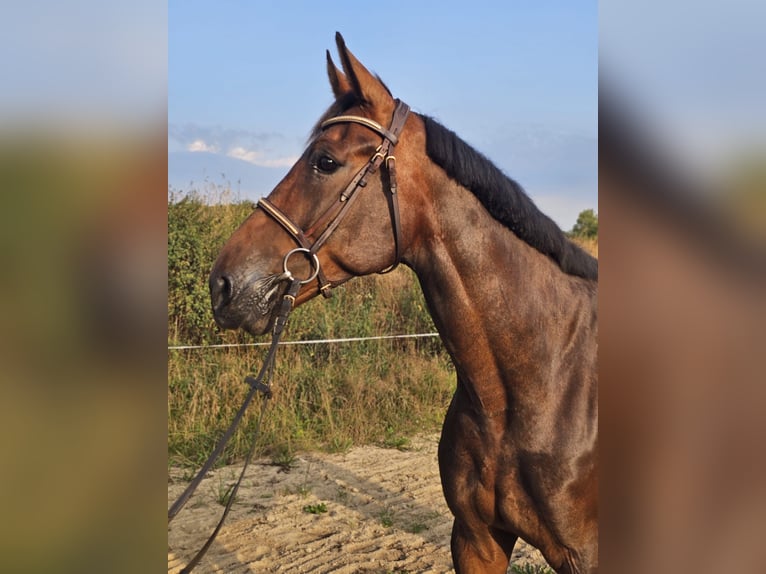 Swedish Warmblood Mix Gelding 10 years 16 hh Brown in Leipzig