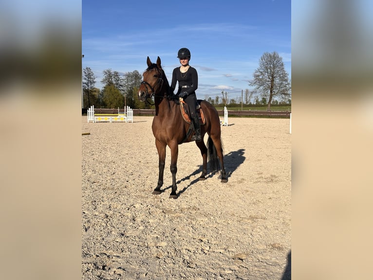 Swedish Warmblood Mix Gelding 10 years 16 hh Brown-Light in Leipzig
