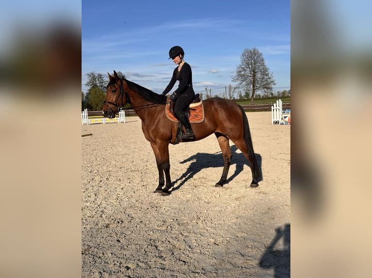Swedish Warmblood Mix Gelding 10 years 16 hh Brown-Light in Leipzig
