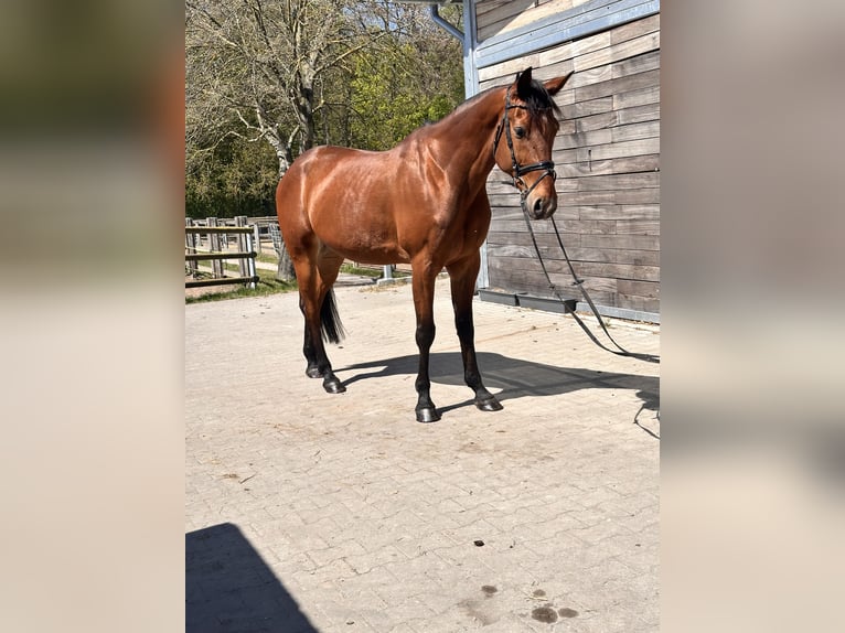 Swedish Warmblood Mix Gelding 10 years 16 hh Brown-Light in Leipzig