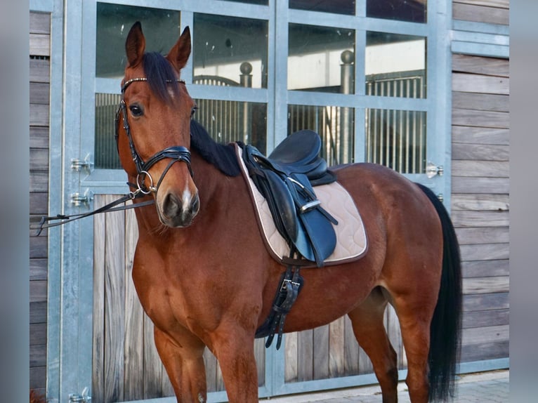 Swedish Warmblood Mix Gelding 10 years 16 hh Brown-Light in Leipzig