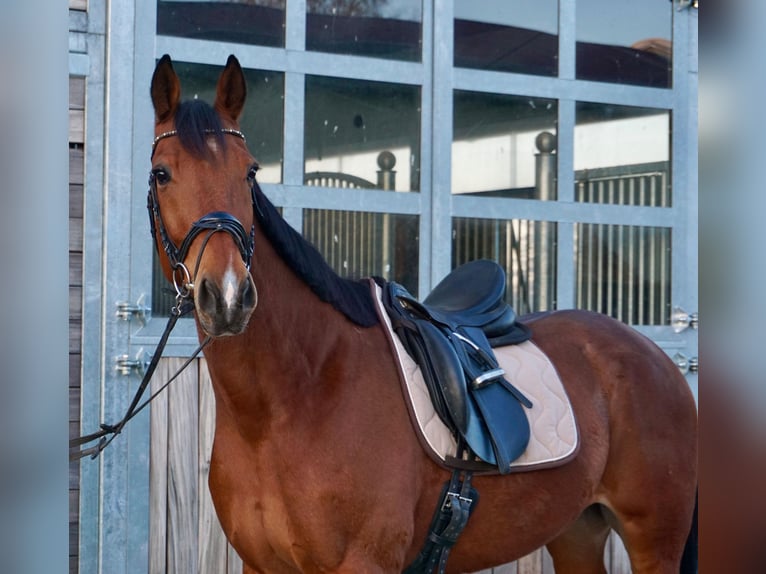Swedish Warmblood Mix Gelding 10 years 16 hh Brown-Light in Leipzig