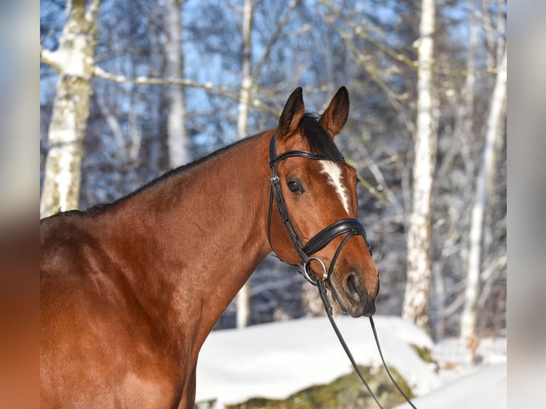 Swedish Warmblood Gelding 10 years 16,1 hh Brown in Thomasburg