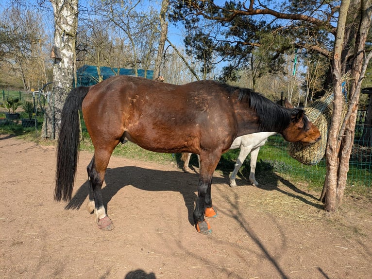 Swedish Warmblood Gelding 11 years 15.3 hh Brown in Waltershausen