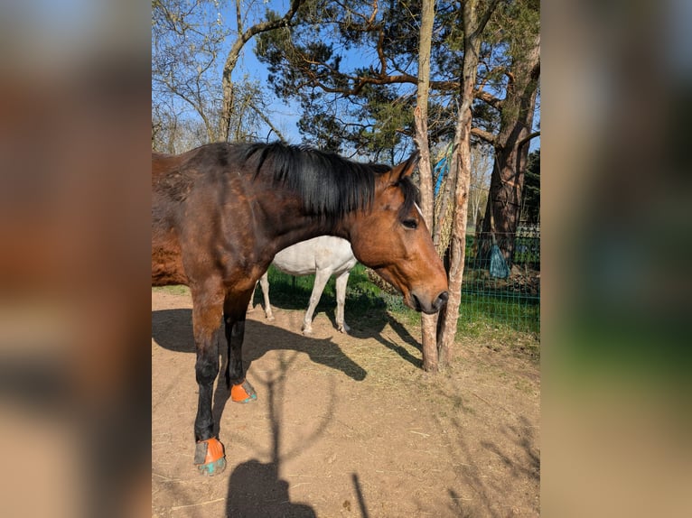 Swedish Warmblood Gelding 11 years 15.3 hh Brown in Waltershausen