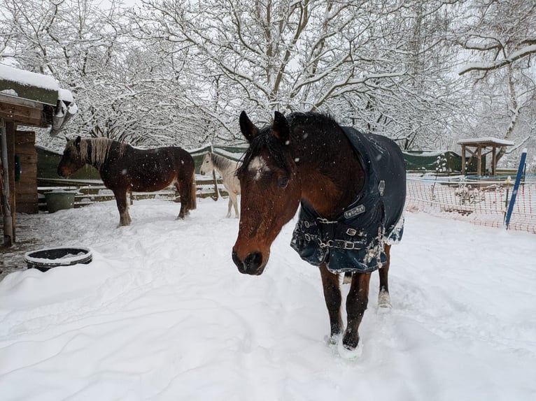 Swedish Warmblood Gelding 11 years 15,3 hh Brown in Waltershausen