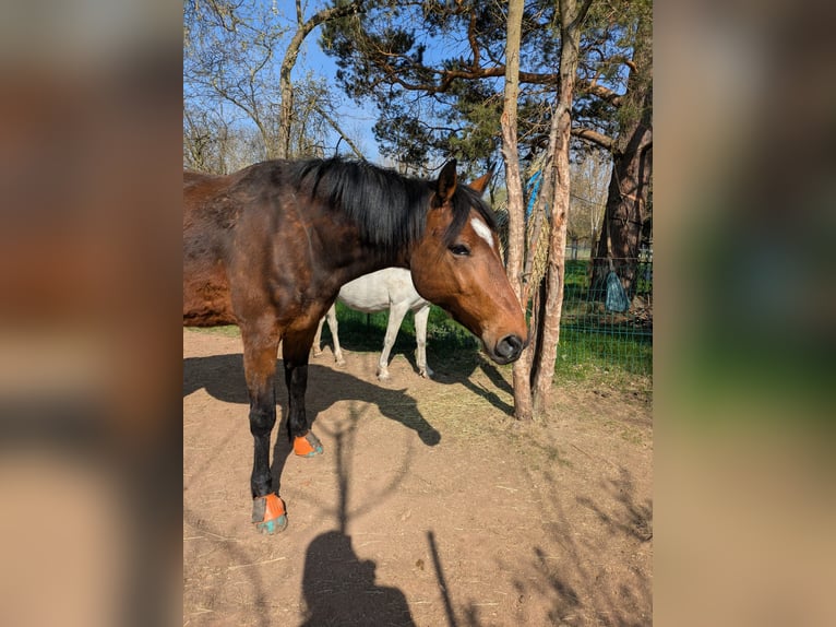 Swedish Warmblood Gelding 11 years 15,3 hh Brown in Waltershausen