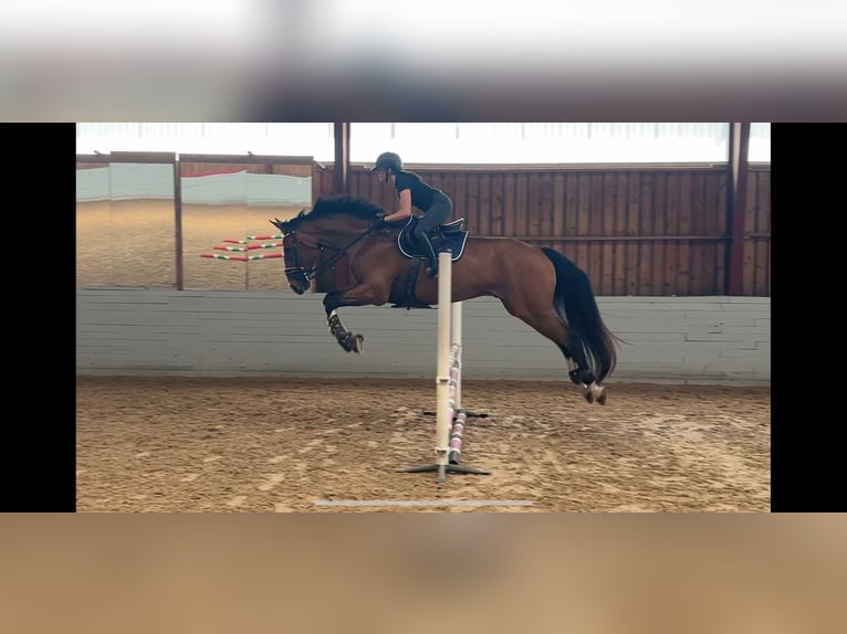 Swedish Warmblood Mix Gelding 12 years 18 hh Bay in &#xD6;rkelljunga