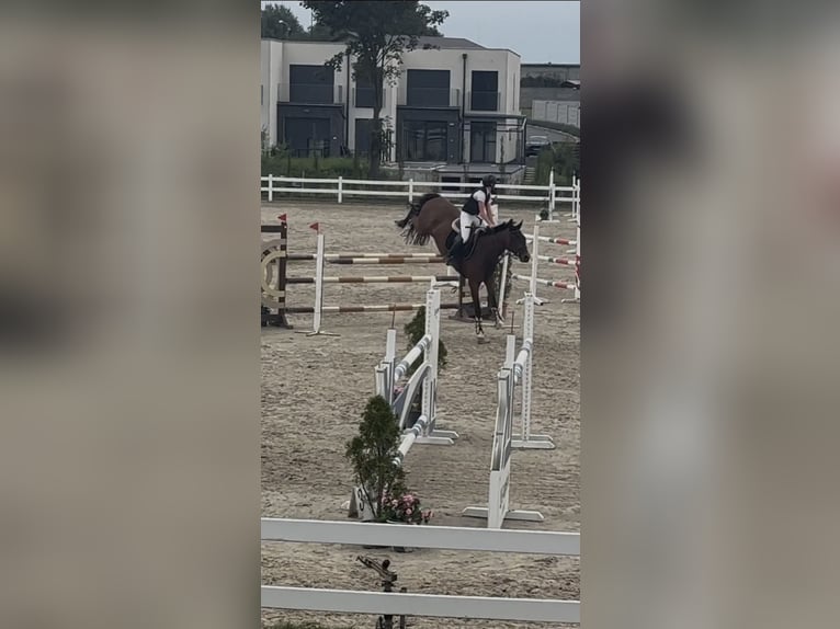 Swedish Warmblood Gelding 14 years 16.1 hh Brown in Ostrava