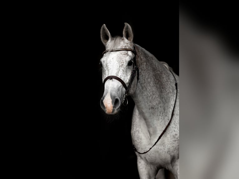 Swedish Warmblood Gelding 14 years 16.2 hh Grey in Warszawa