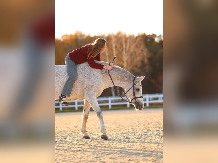 Swedish Warmblood Gelding 14 years 16.2 hh Grey in Warszawa